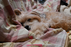 おうちのワンコ