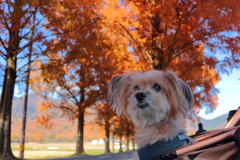 ワンコ with メタセコイア並木(滋賀)