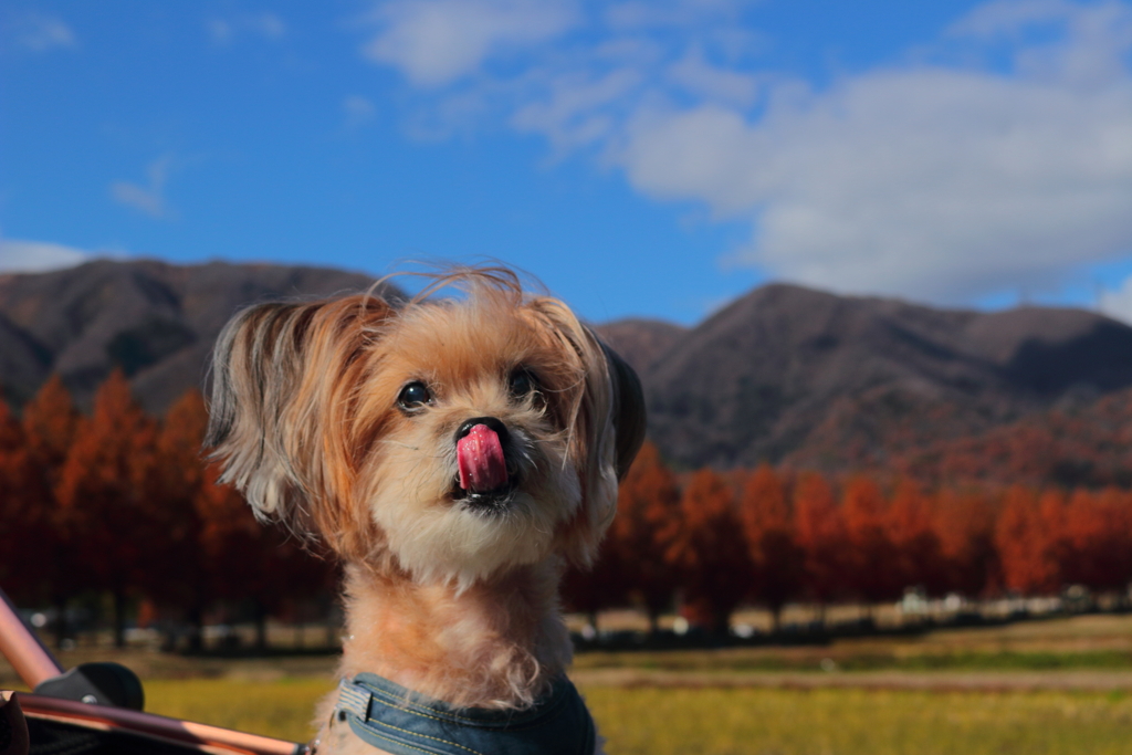 ワンコ with メタセコイア並木(滋賀)