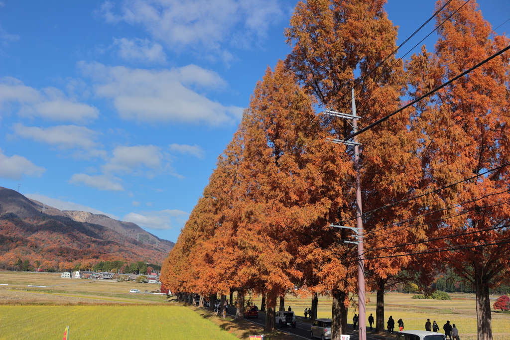 メタセコイア並木(滋賀)