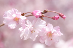 花見団子