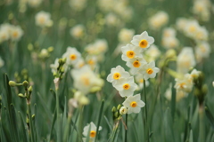 希望の花