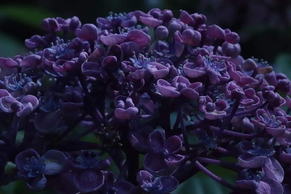 影の中の光