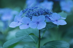 青の世界