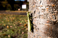 カマキリ