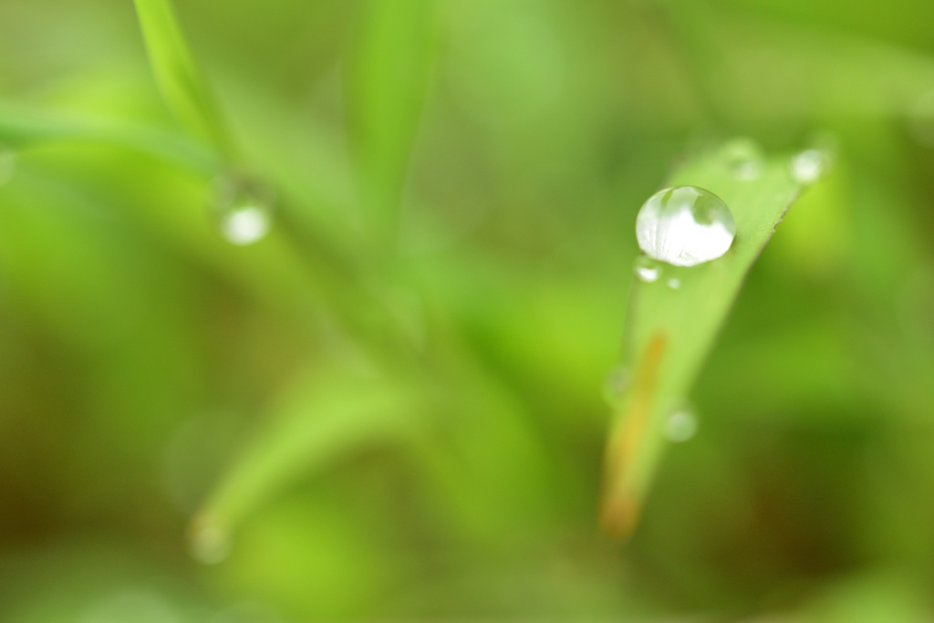 雨の楽しみ