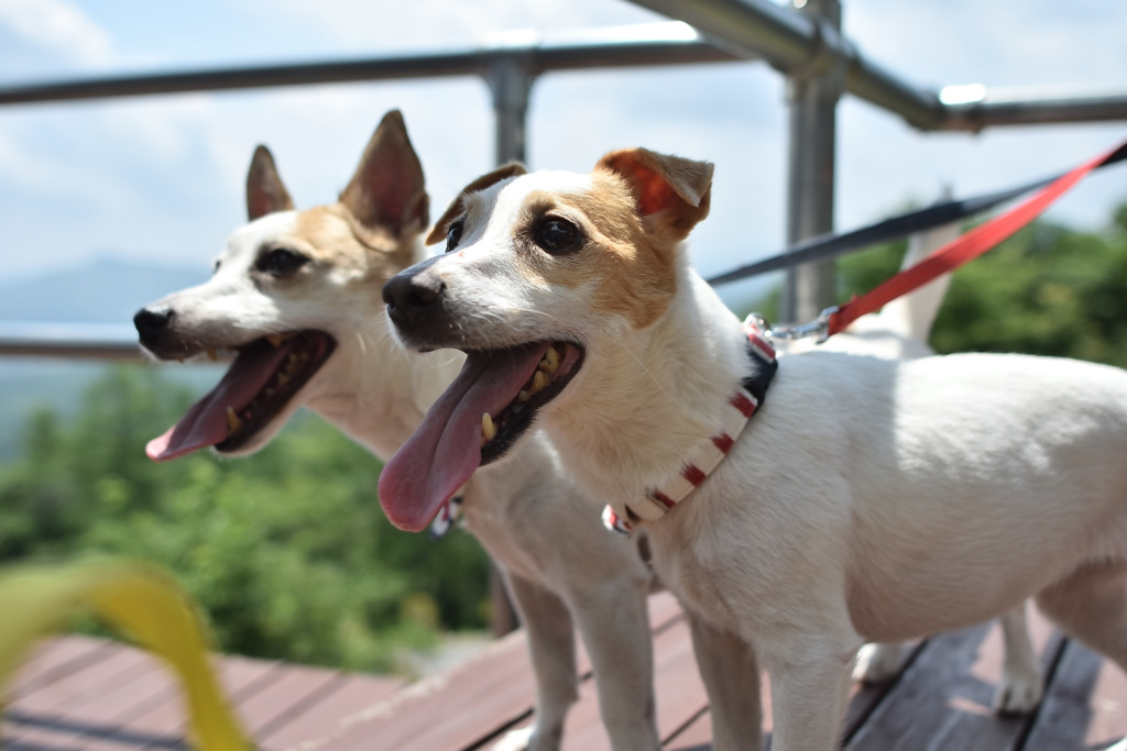 愛犬と旅行