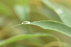 雨上がりの庭