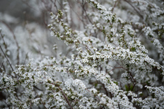 雪柳