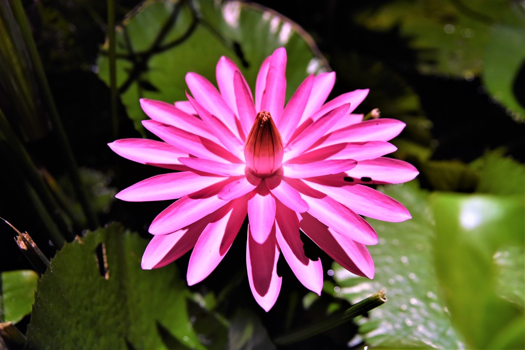 DSC_0416　蓮の花？