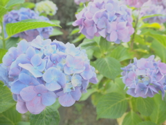 アジサイ