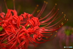 祖光院の曼珠沙華