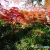 秩父御嶽神社の紅葉