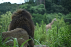 動物園のライオン