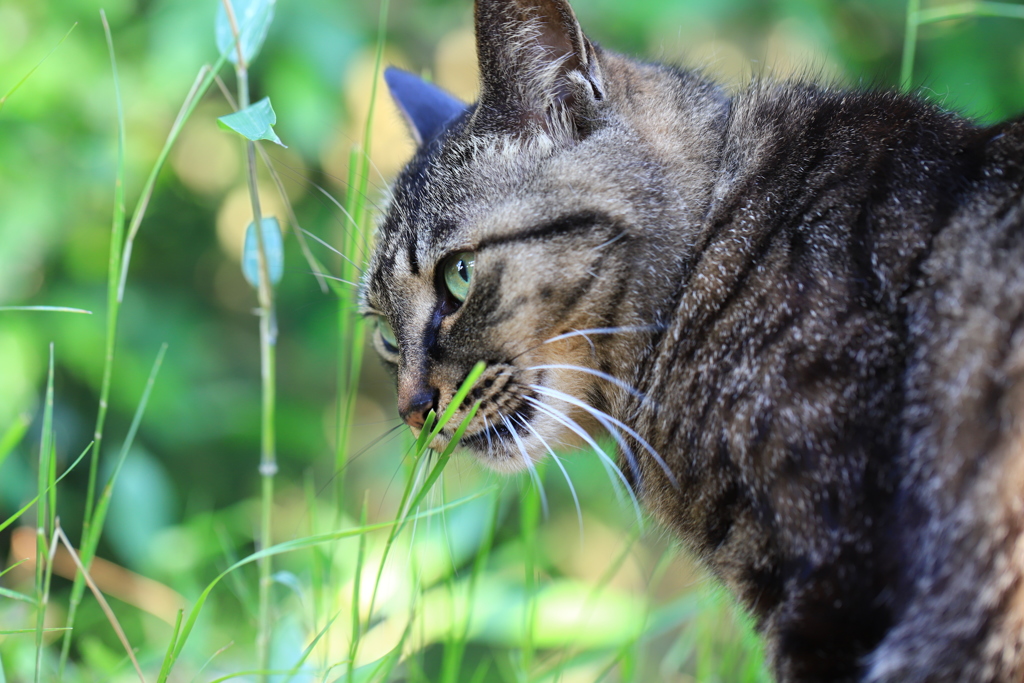 お寺の猫たち