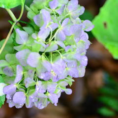 名残のアジサイ（紫陽花）