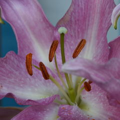 ユリの花蕊