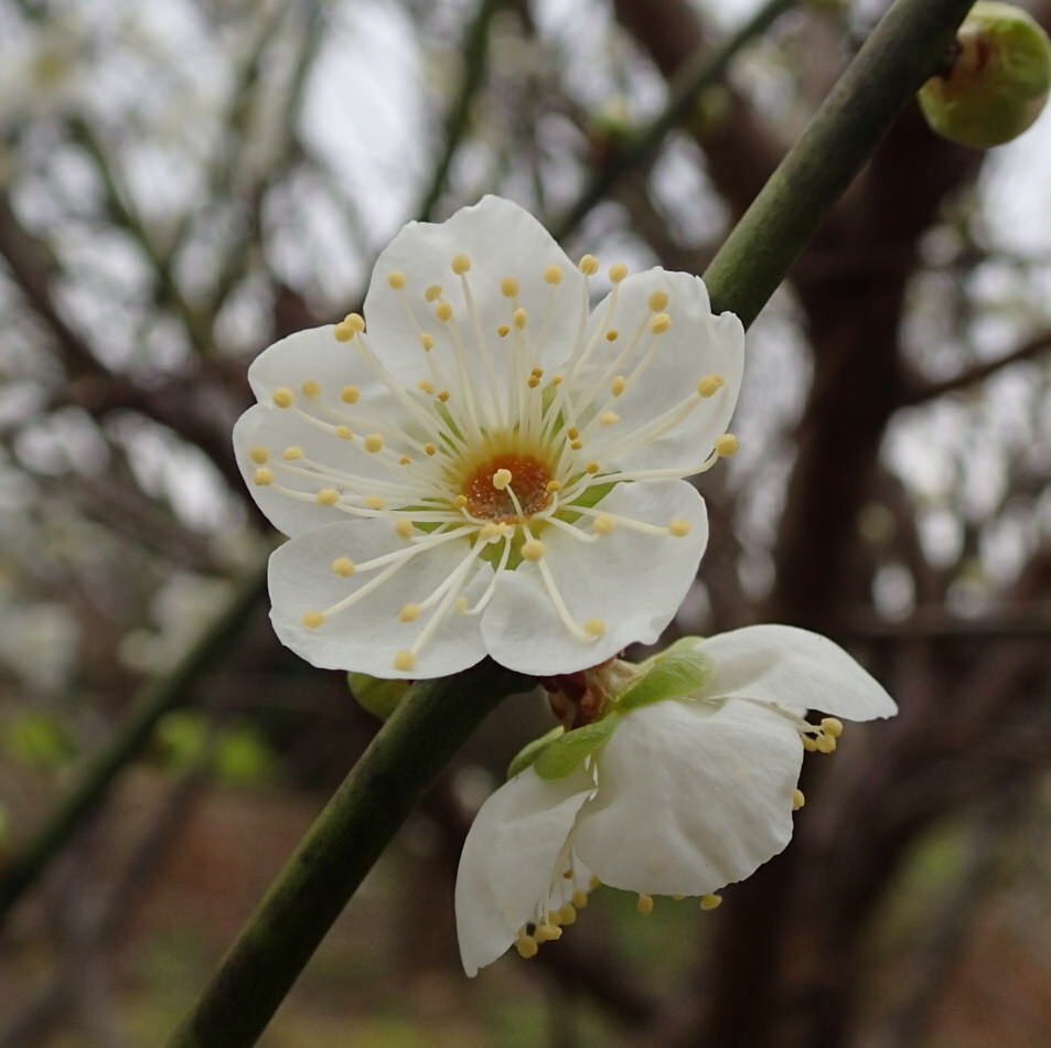 花梅