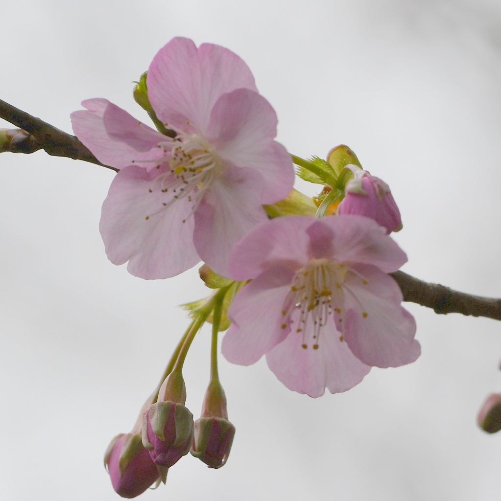 カワヅザクラ（河津桜）