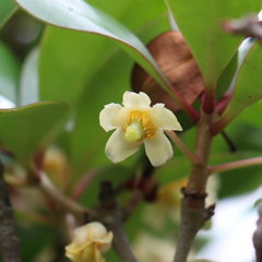 モッコク(木斛)の花 