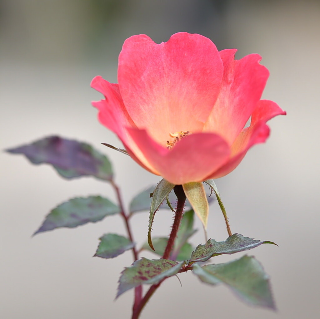 フユソウビ（冬薔薇）