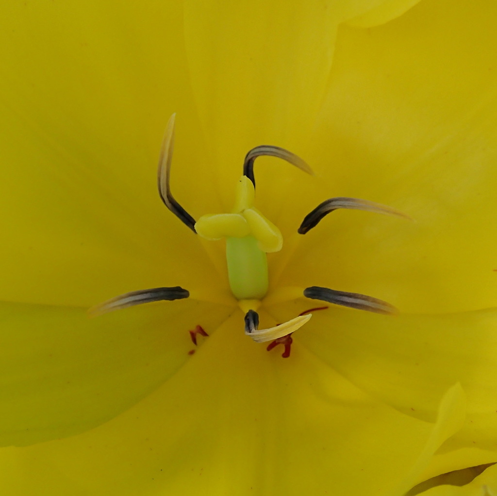 チューリップの花蕊(かずい)