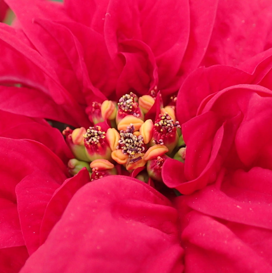 ポインセチア の花蕊