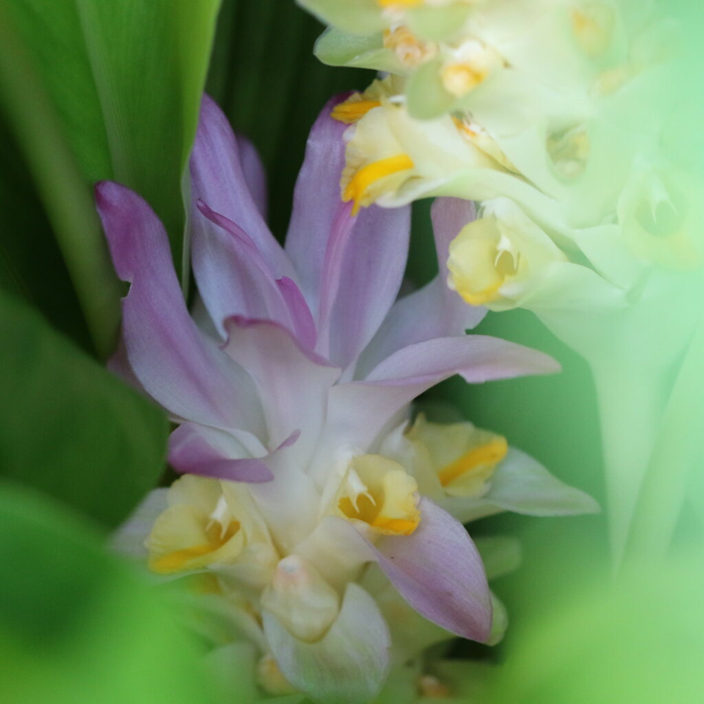 ウコン（鬱金）の花