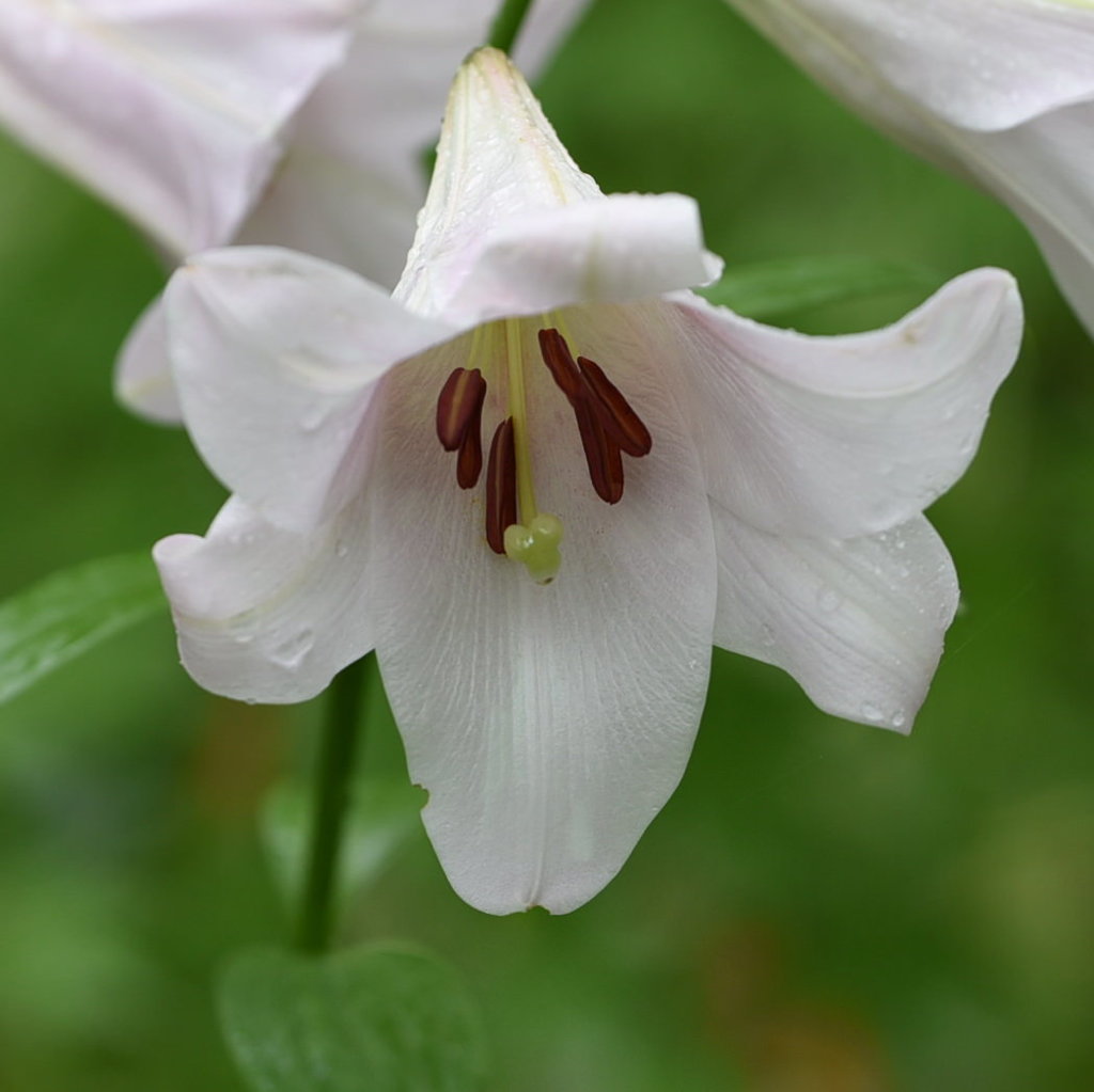 ユリ（乙女の姿）