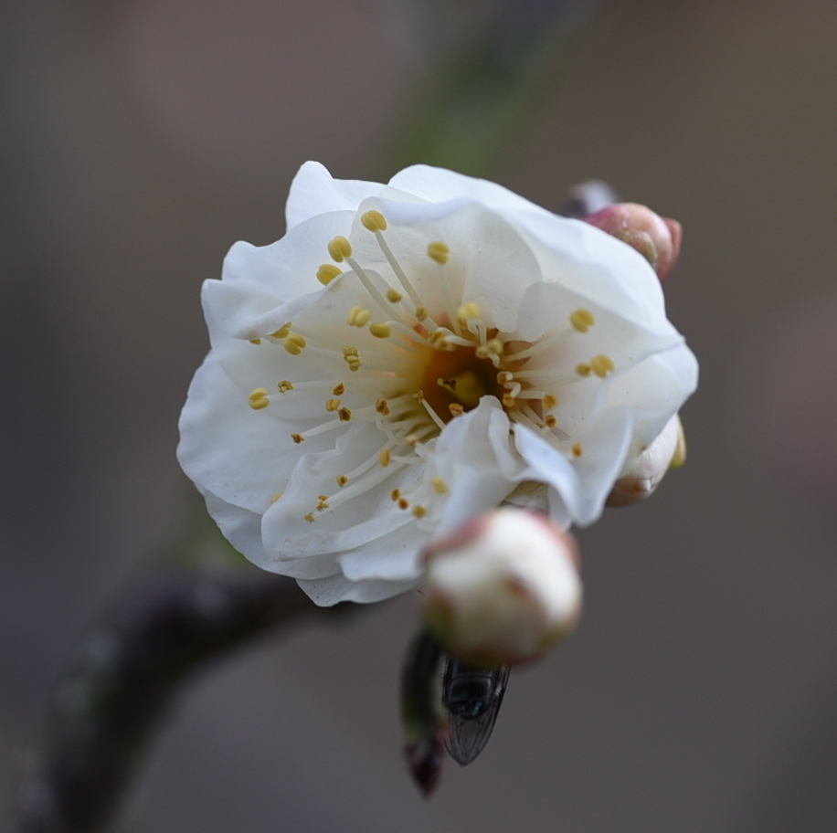ハナウメ（花梅）