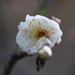 ハナウメ（花梅）