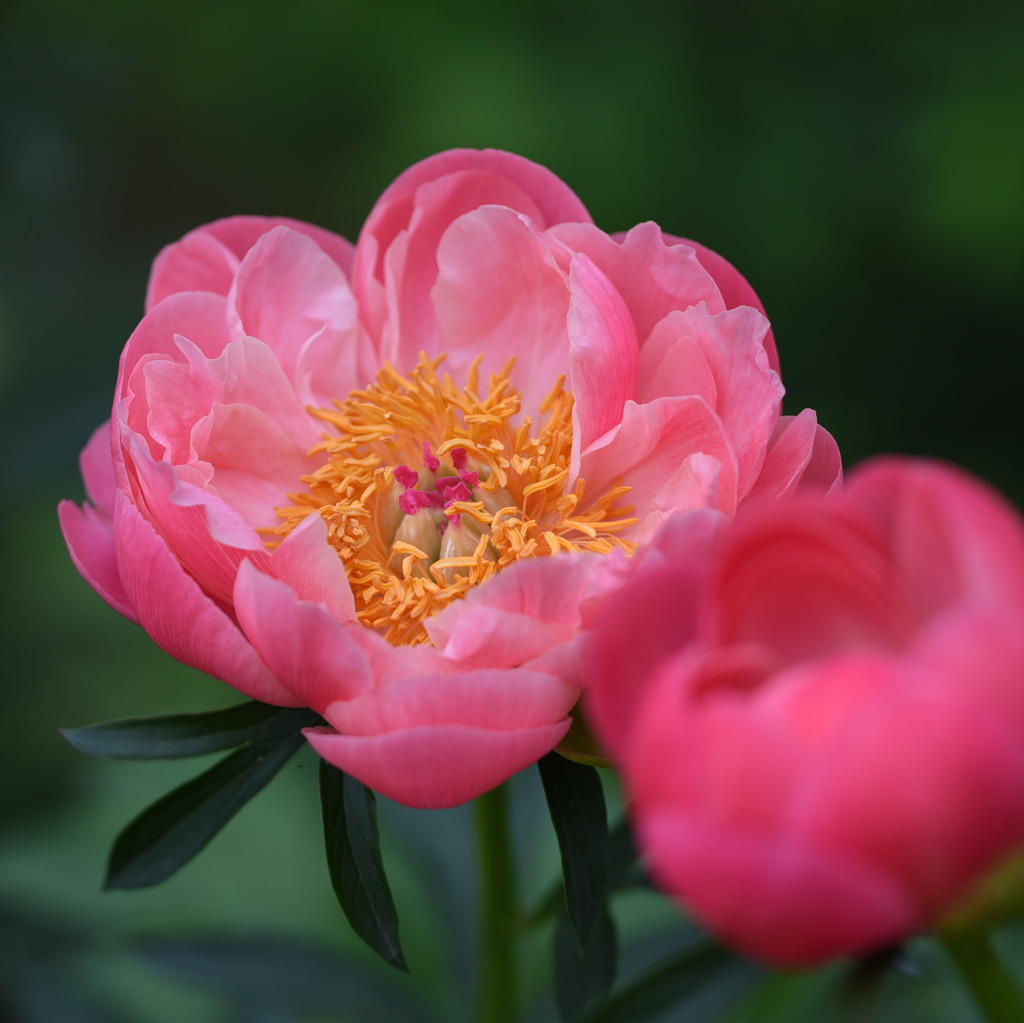 シャクヤク（芍薬）