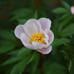 シャクヤク（芍薬）