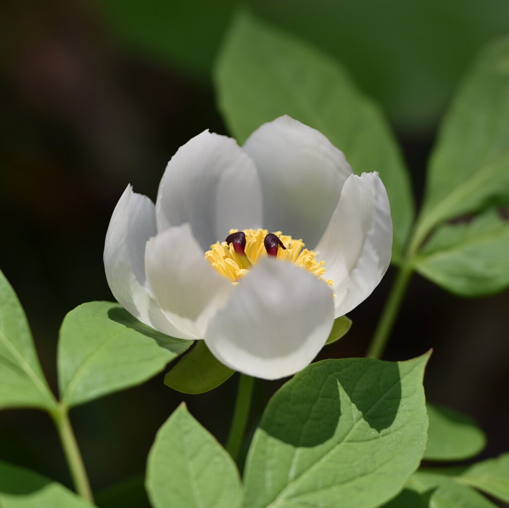 ヤマシャクヤク（山芍薬）