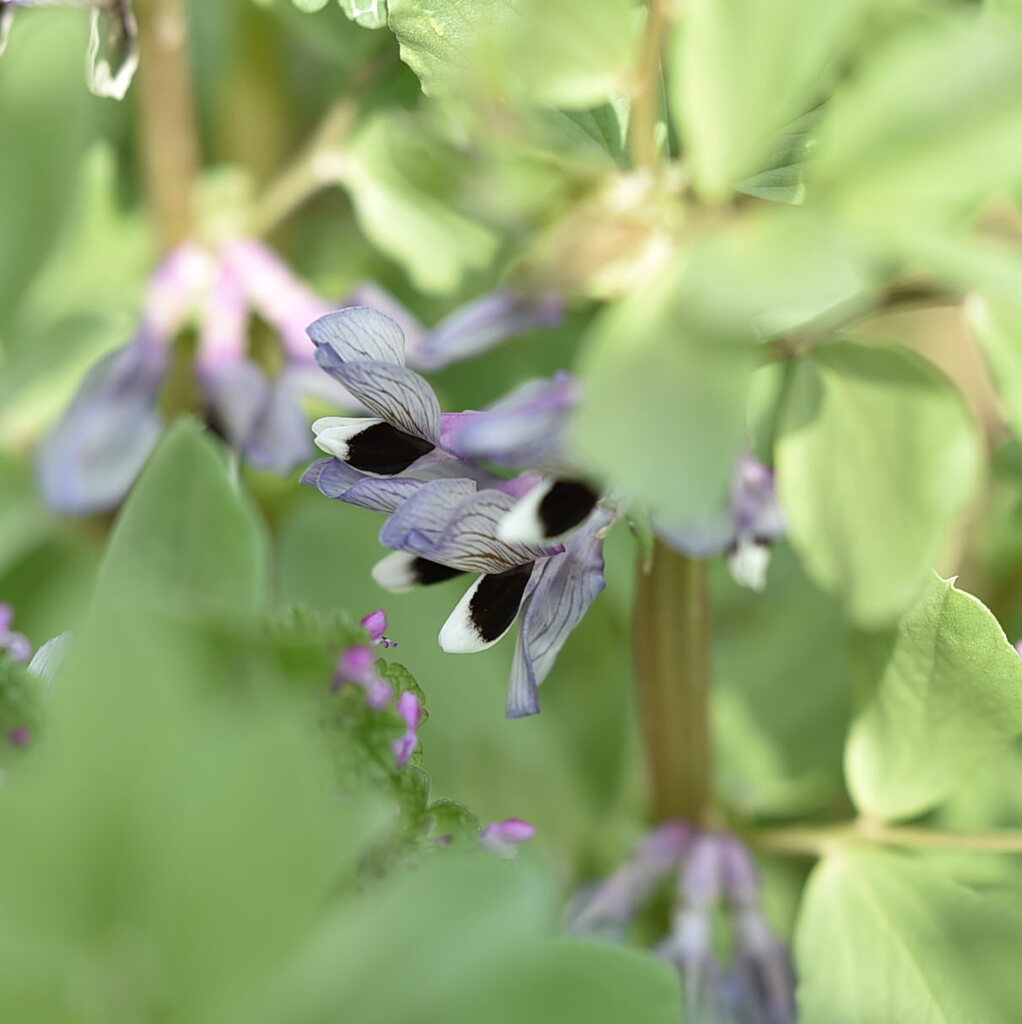 ソラマメの花