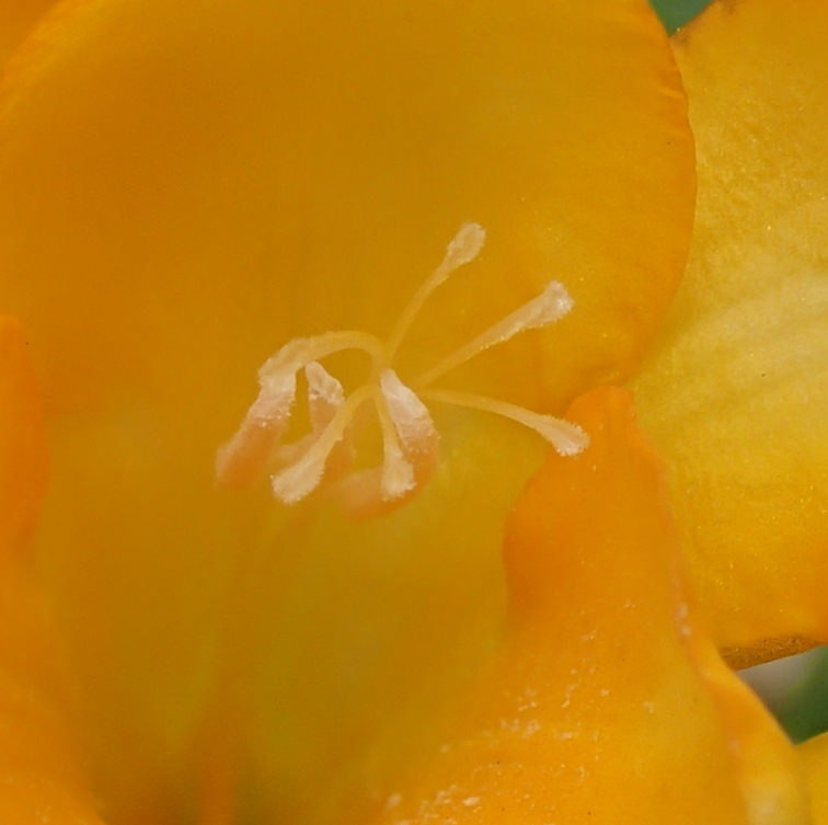 フリージアの花蕊（かずい）