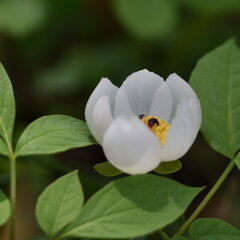 ヤマシャクヤク（山芍薬）