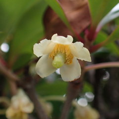 モッコク(木斛)の花 