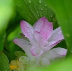 ウコン（鬱金）の花