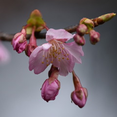 カワズザクラ（河津桜）