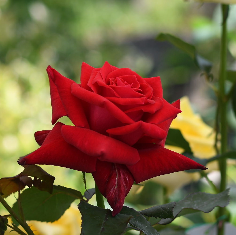 バラ（薔薇）