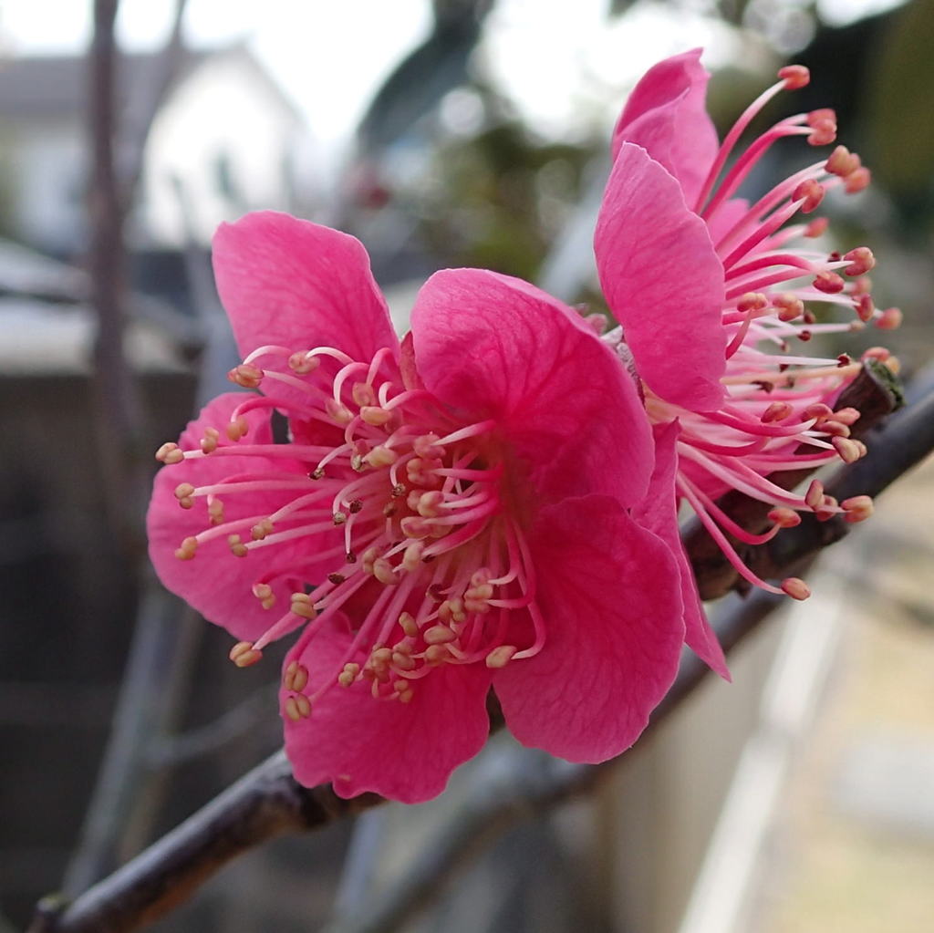 ハナウメ（花梅）