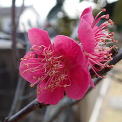 ハナウメ（花梅）