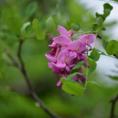 ハナエンジュ（花槐）