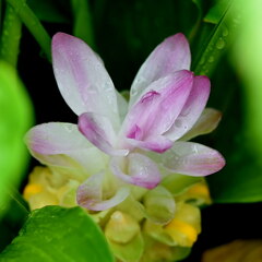 ウコン（鬱金）の花