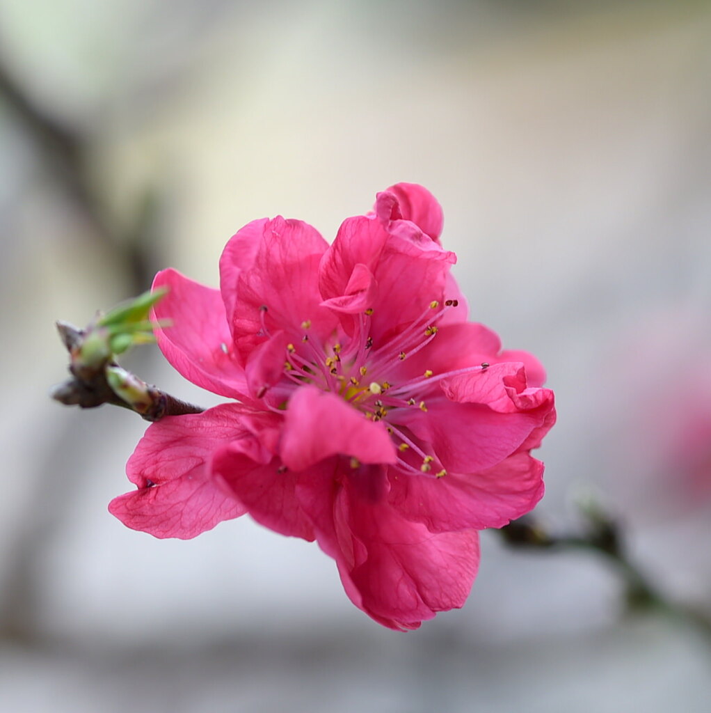 ハナモモ（花桃）