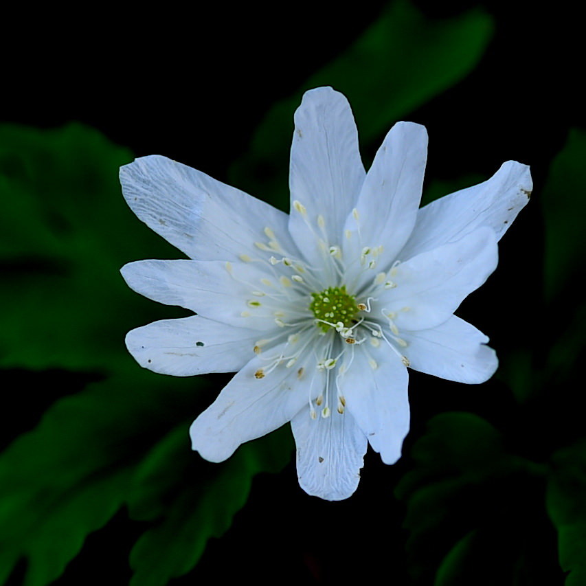 キクザキイチゲ（菊咲一華）