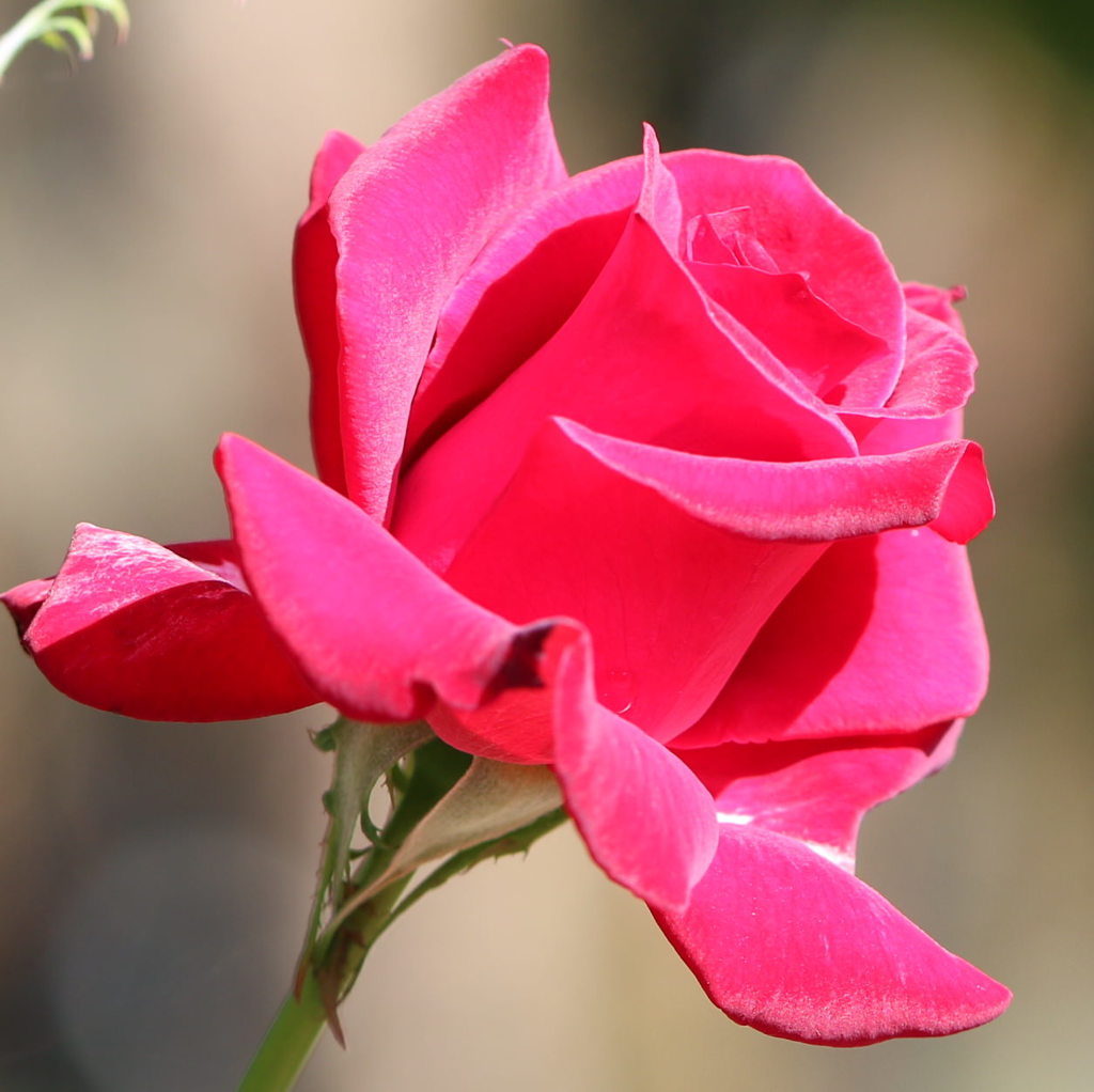 バラ（薔薇）