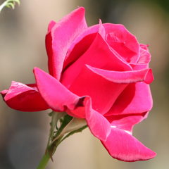 バラ（薔薇）