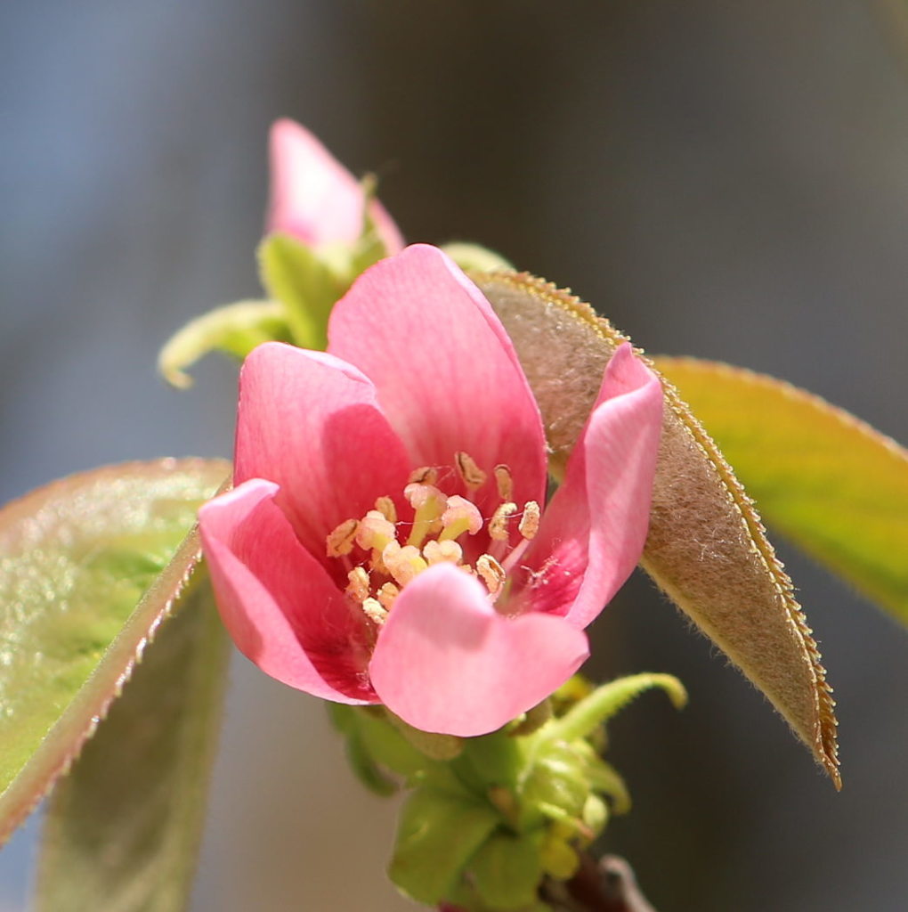 カリン（花梨）の花